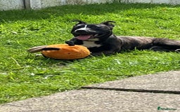 Mixed Breed dogs for sale: Female dog - Image 1