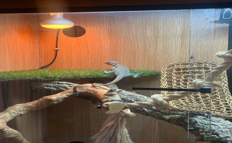 Iguana reptiles - Advert 1