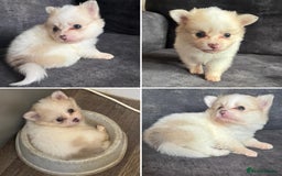 Pomchi dogs for sale: Ready to go 16/07/25  OPEN TO OFFERS - Image 2