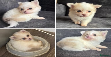 Pomchi dogs - Advert 5