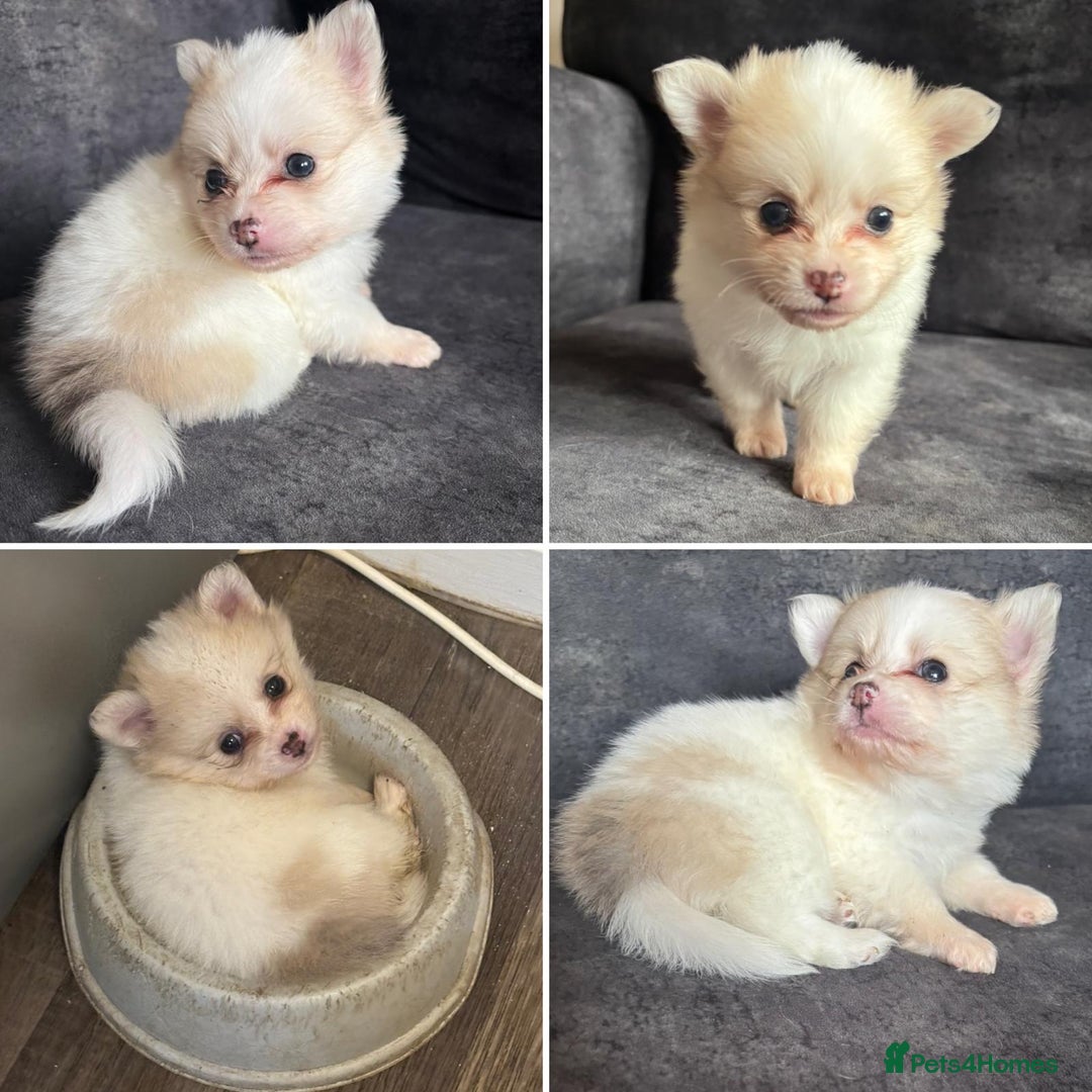 Pomchi dogs for sale: Ready to go 16/07/25  OPEN TO OFFERS - Image 2