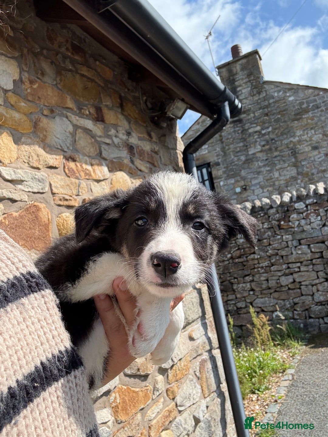 Border Collie dogs for sale: Border collie puppies  - Image 3
