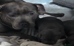 Staffordshire Bull Terrier dogs for sale: Stunning Staffordshire bull terrier pups  - Image 9