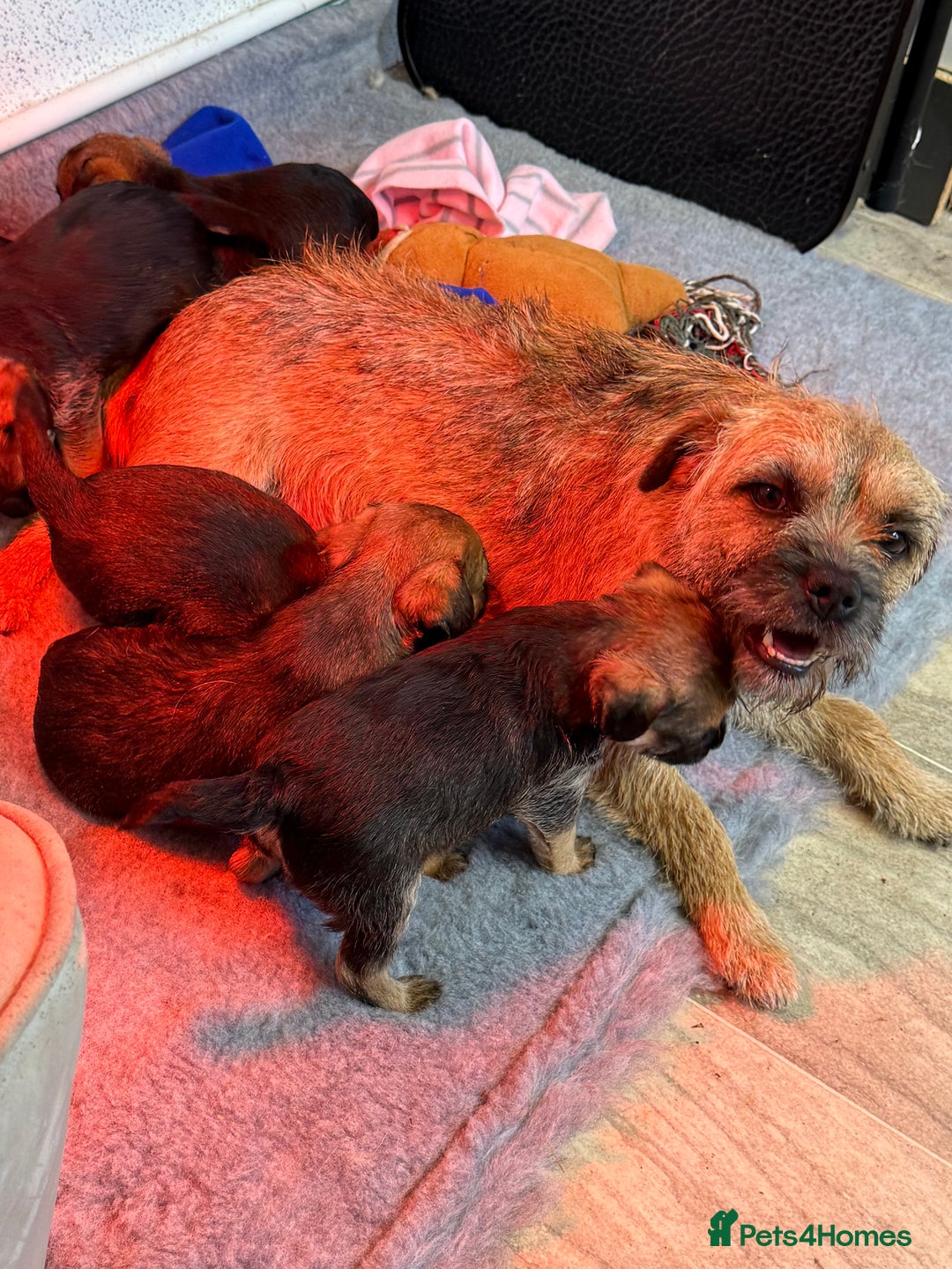 Border Terrier dogs for sale: Kc reg Border Terrier puppies  - Advert 1