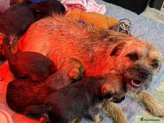 Border Terrier dogs Kc reg Border Terrier puppies - Advert 5