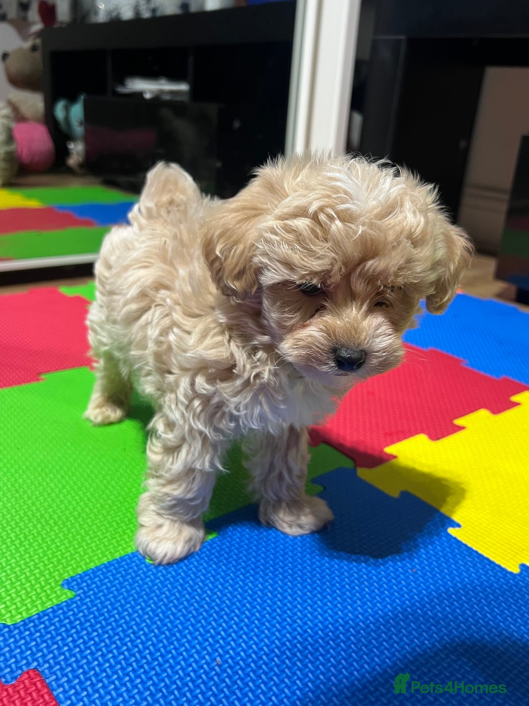 Maltipoo dogs for sale: Maltipoo F1 Males💙 - Advert 14