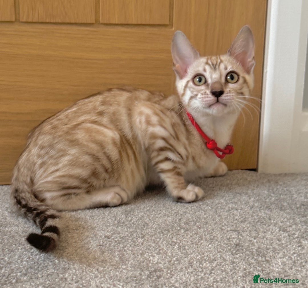 Bengal cats for sale: ❤️Outstanding Silver Mink❤️ Female Bengal TICA Reg - Image 7