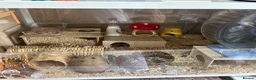 Hamster rodents for sale: Hamster and full set up for sale  in Warrington - Advert 9