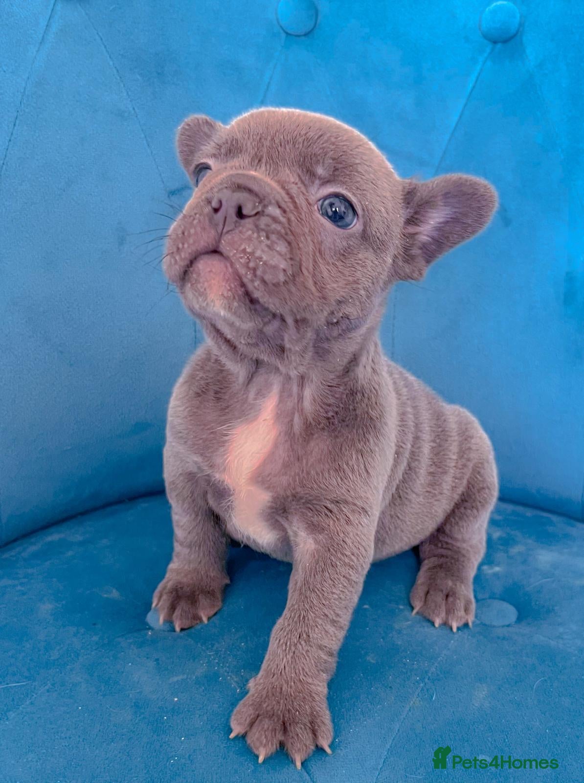 French Bulldog dogs 🐶ADORABLE PUPPIES🐶 - Advert 2