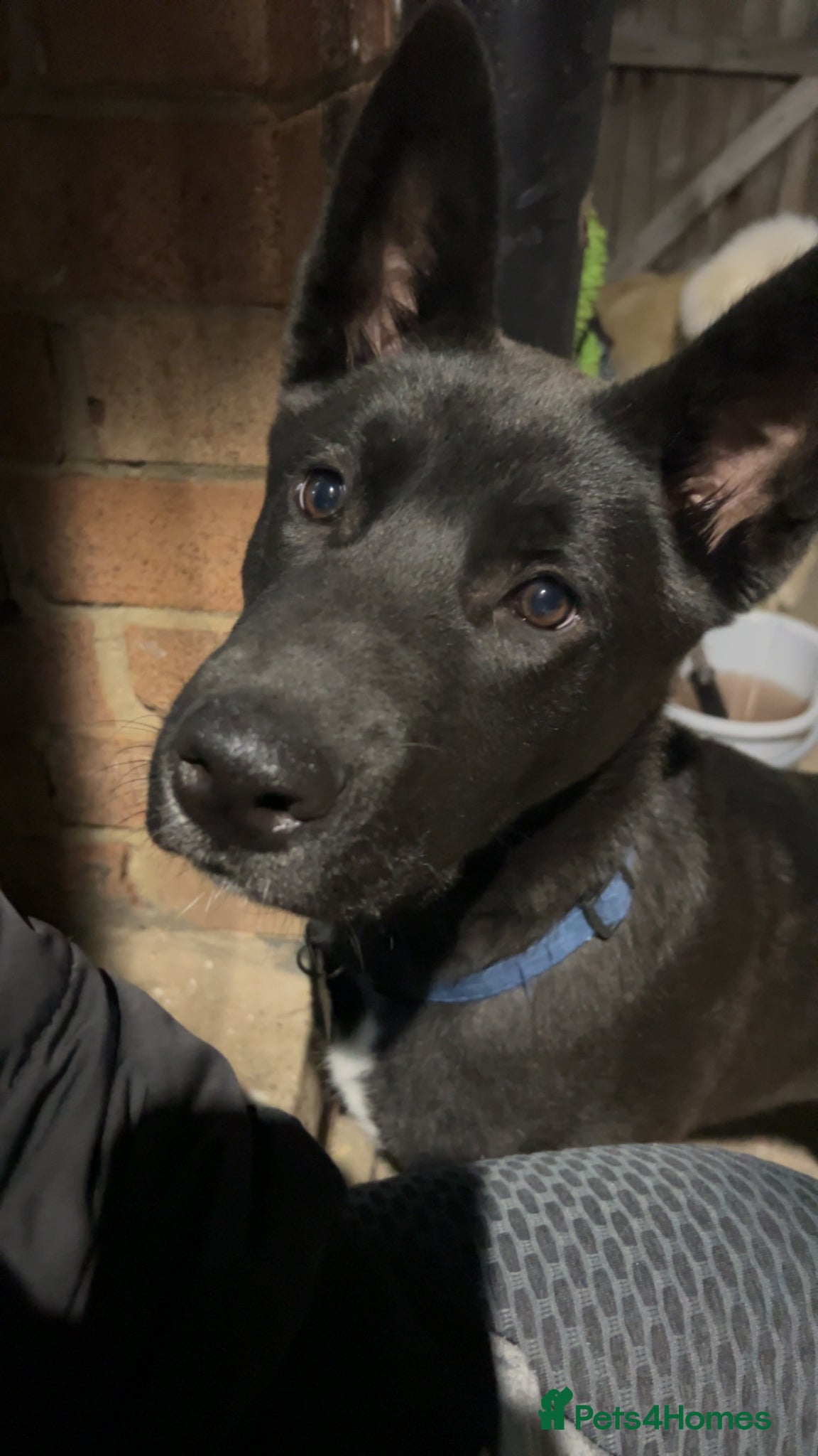 Mixed Breed dogs 2 year old male  - Advert 3