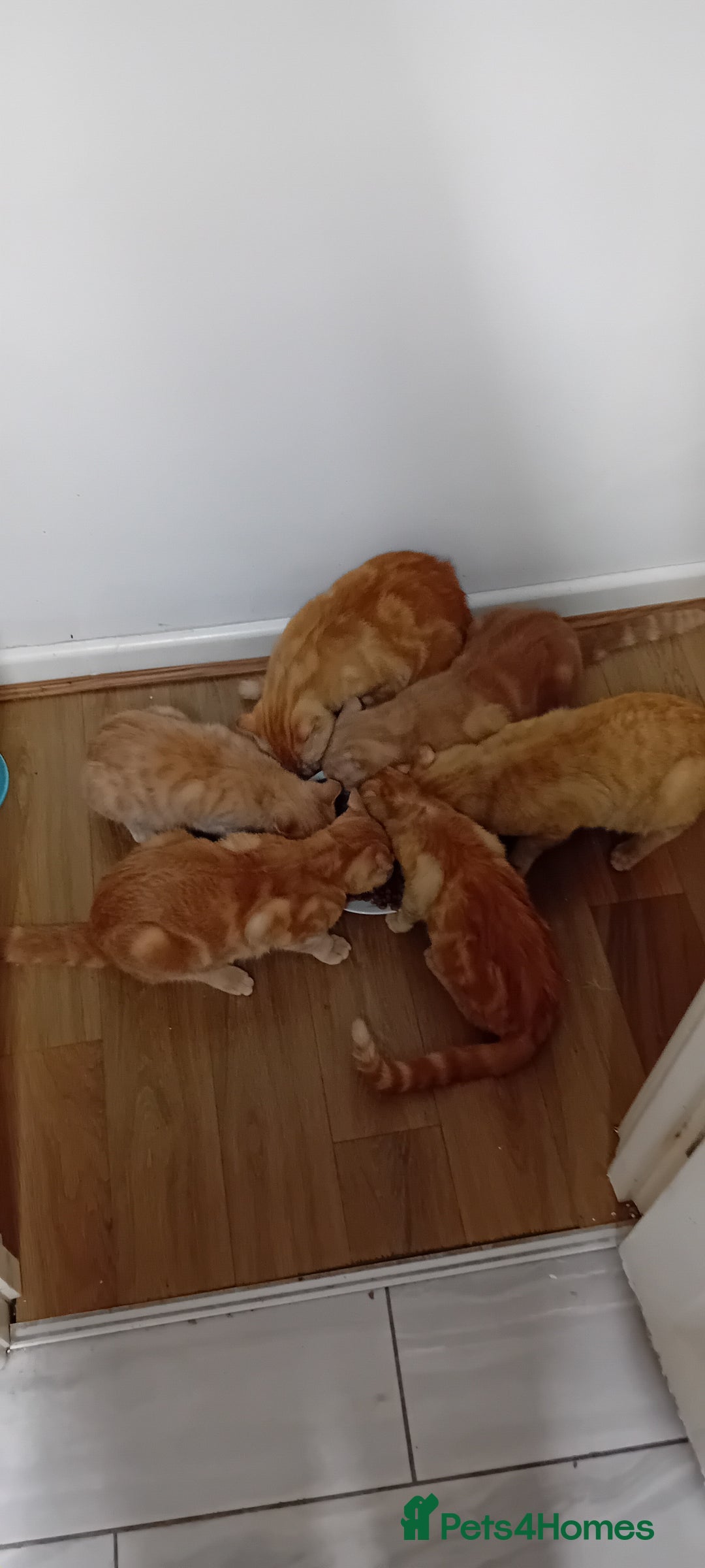 Mixed Breed cats for sale: Ginger kitten! - Advert 9