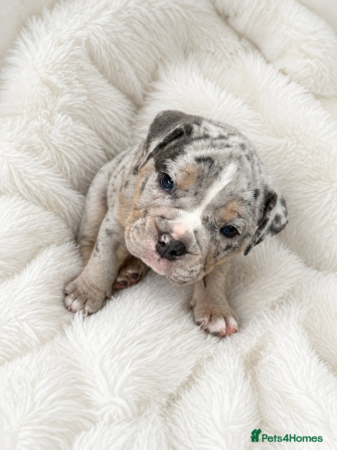 Old Tyme Bulldog dogs for sale: Only 1 beautiful pup left ( Bertie)  - Advert 1
