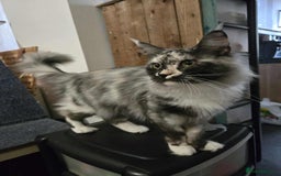 Maine Coon cats for sale: Beautiful girl looking for forever home. - Image 4