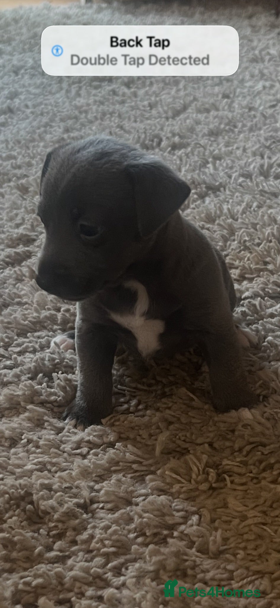 Jack Russell dogs Rare Blue & Lilac & Tan Minatur Smooth coated JRT  - Advert 6