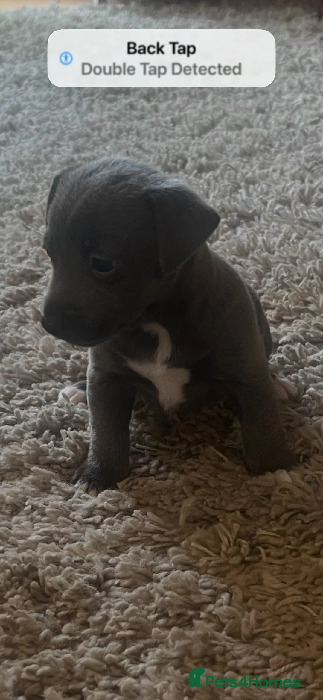 Jack Russell dogs for sale: Rare Blue & Lilac & Tan Minatur Smooth coated JRT  - Advert 1