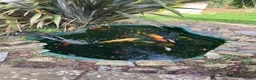 Koi Carp fish for sale: Koi and goldfish for sale  in Exeter - Advert 6