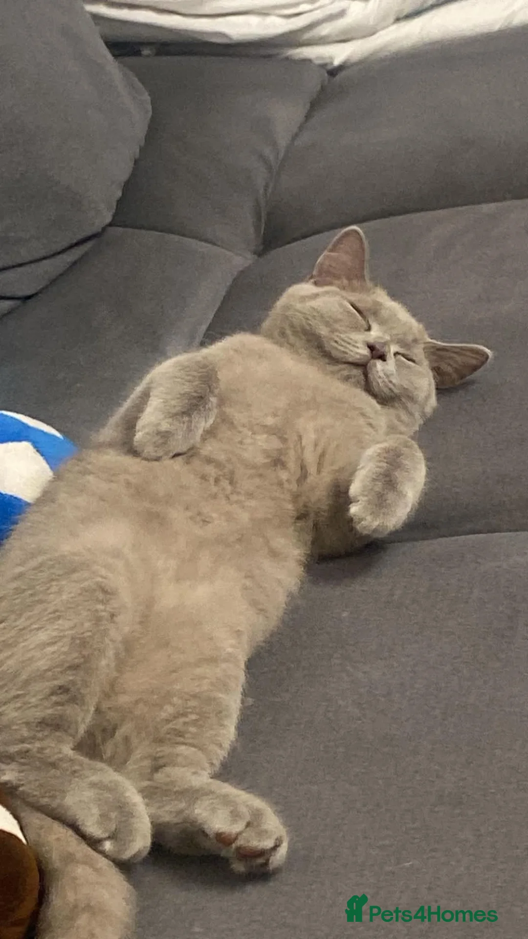 British Shorthair cats for sale: miss  - Advert 1