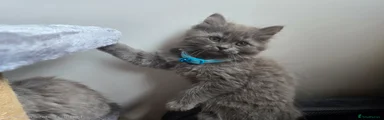 Siberian Kitten 2
