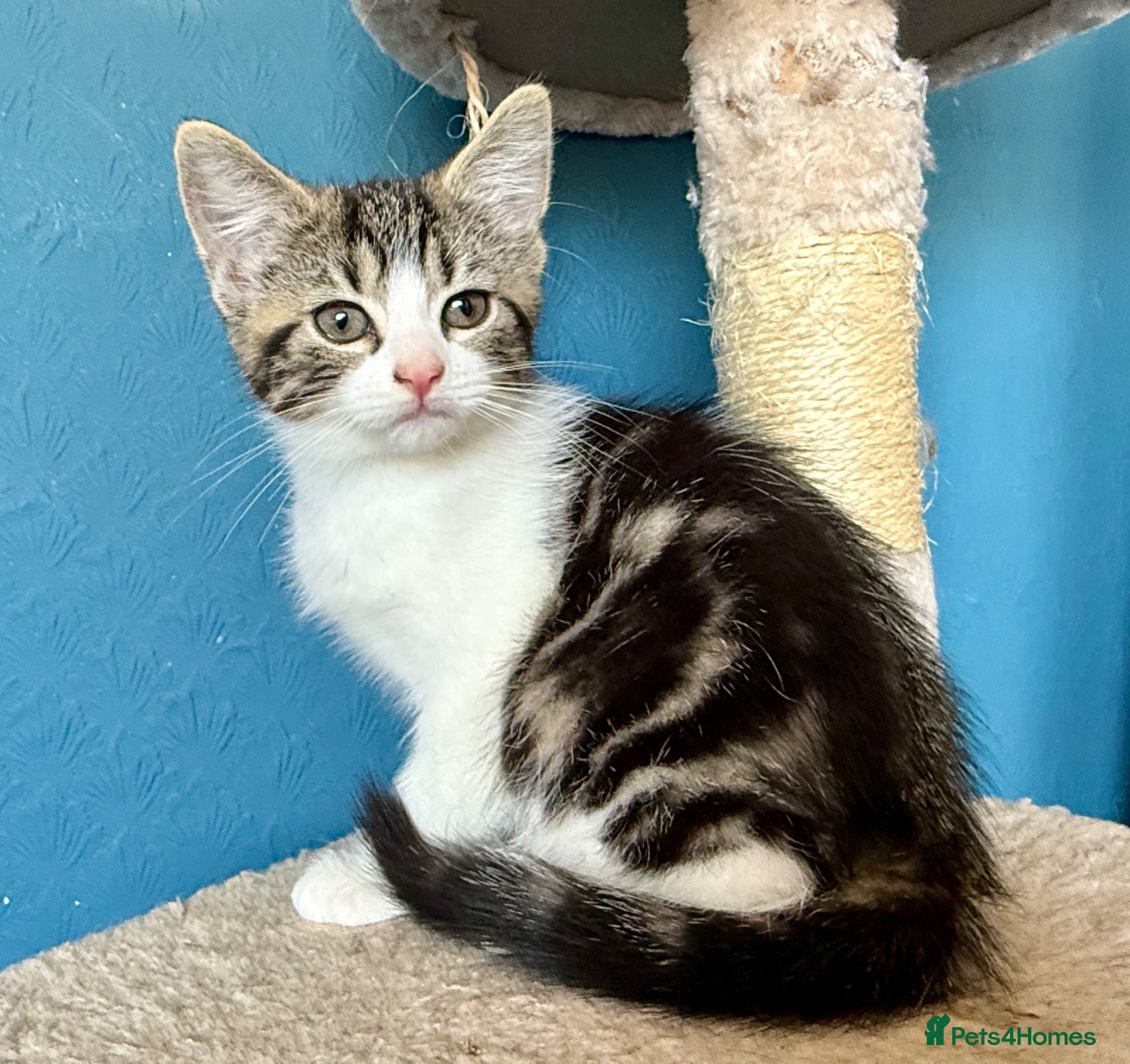 Mixed Breed cats Gorgeous tabby and white female Kitten - Elsie - Advert 1