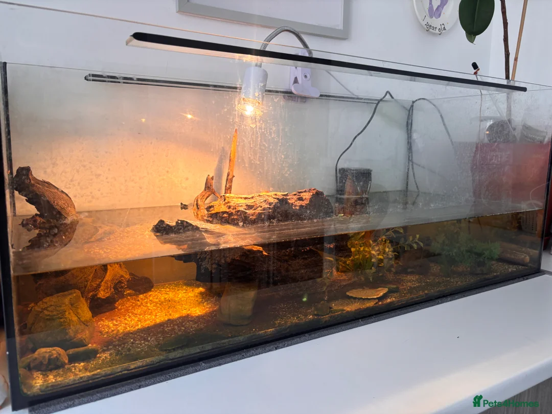 Turtle reptiles for sale: Reeves turtles  in Norwich - Advert 3