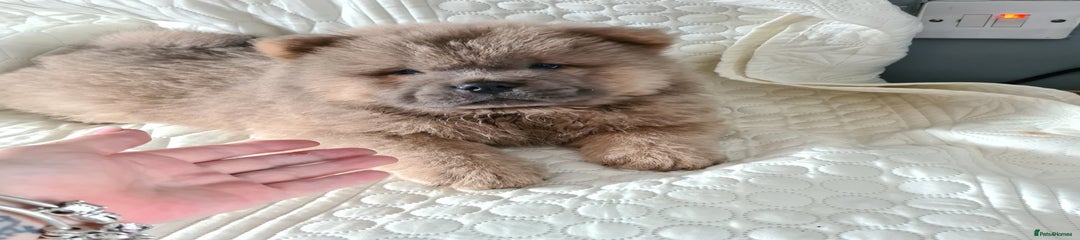 Chow Chow Puppy 1