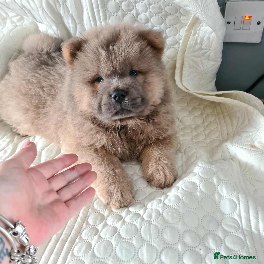 Chow Chow dogs for sale: Stunning kc chow chows - Image 4