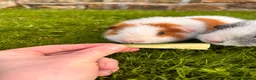 Guinea Pig rodents for sale: 2 male Teddy guinea pigs - Advert 4