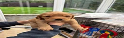 Cocker Spaniel dogs for sale: Cocker spaniel puppies  in Beaworthy - Advert 6