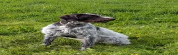 German Wirehaired Pointer dogs for sale: German Wirehaired Pointer Puppies in Ludlow - Advert 3