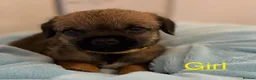 Border Terrier dogs for sale: Kc registered border terrier puppies - Advert 6