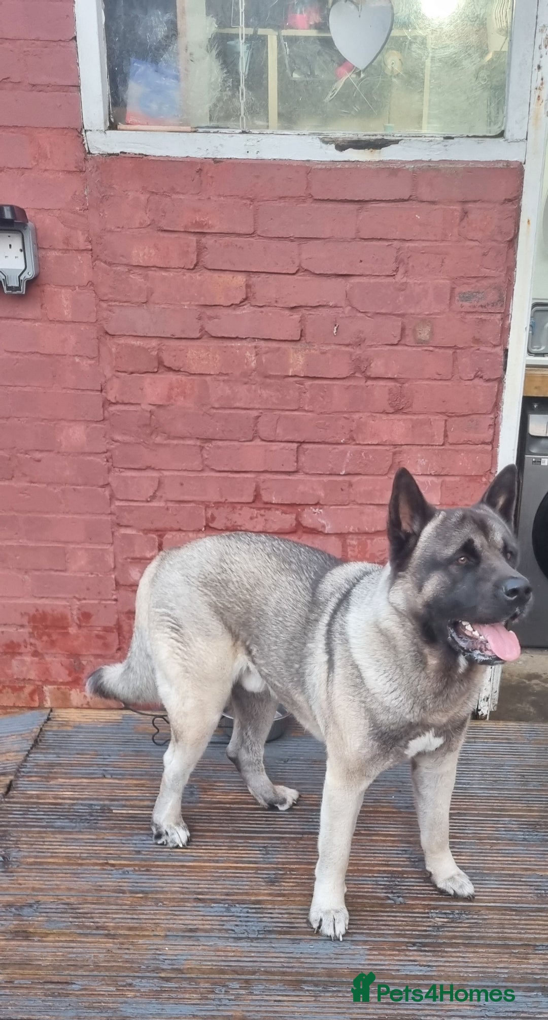 Akita dogs for stud: American Akita 2 years old . Stud  - Image 3