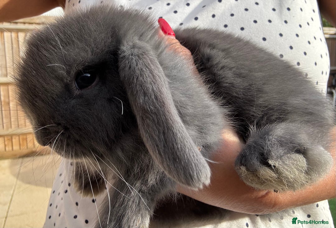 Mini Lop rabbits for sale: Stunning Mini Lop Bunnies in Tunbridge Wells - Image 17
