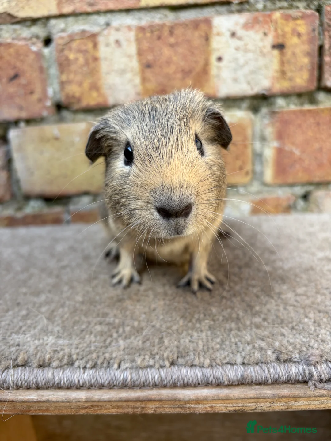 Guinea Pig rodents for sale: Young male guinea pigs ready now - Advert 2