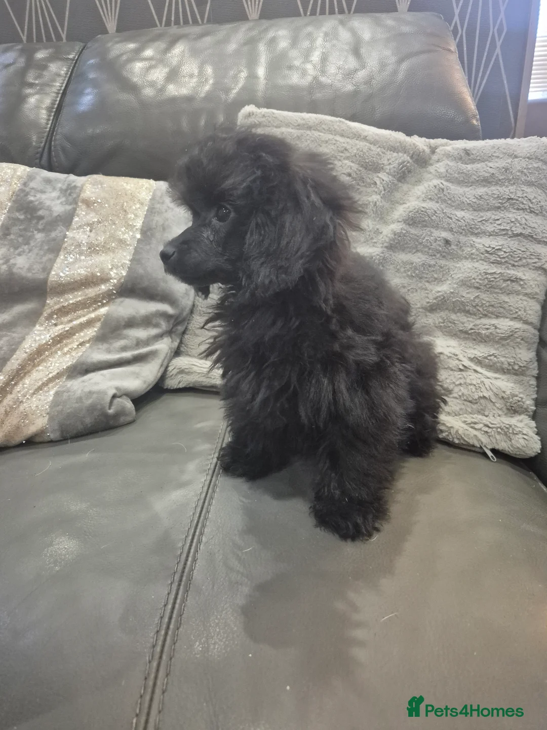 Toy Poodle dogs for sale: Poodle boys (toy x aisan) - Advert 14