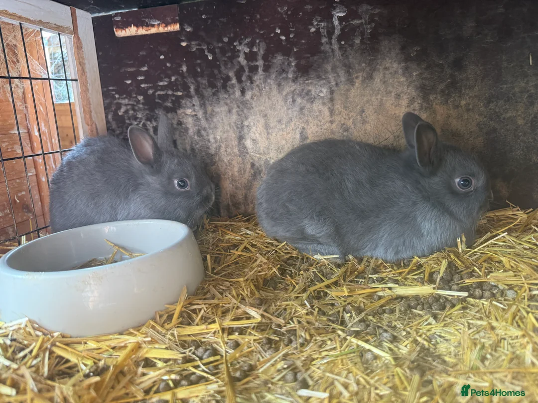 Netherland Dwarf rabbits for sale: Two male Netherlands Dwarf Bunnies - Advert 2
