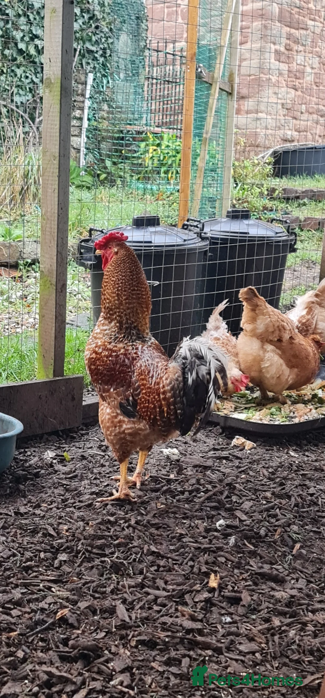 Mixed Breed poultry for sale: Two beautiful cockerels looking for new home. - Advert 6