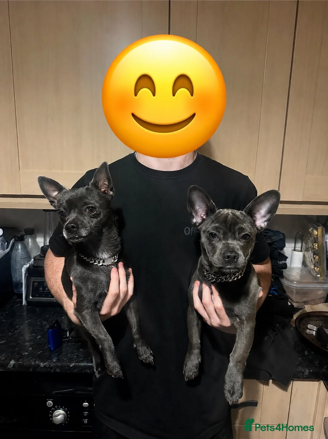 Mixed Breed dogs for sale: Bullhuahua (French Bulldog × Chihuahua) Puppies - Advert 2