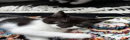 Domestic Shorthair cats for sale: Female Domestic shorthair black and white 8 weeks - Advert 3
