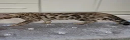 Bengal cats for sale: 🔥✨Pedigree TICA-Registered Bengals - Advert 2