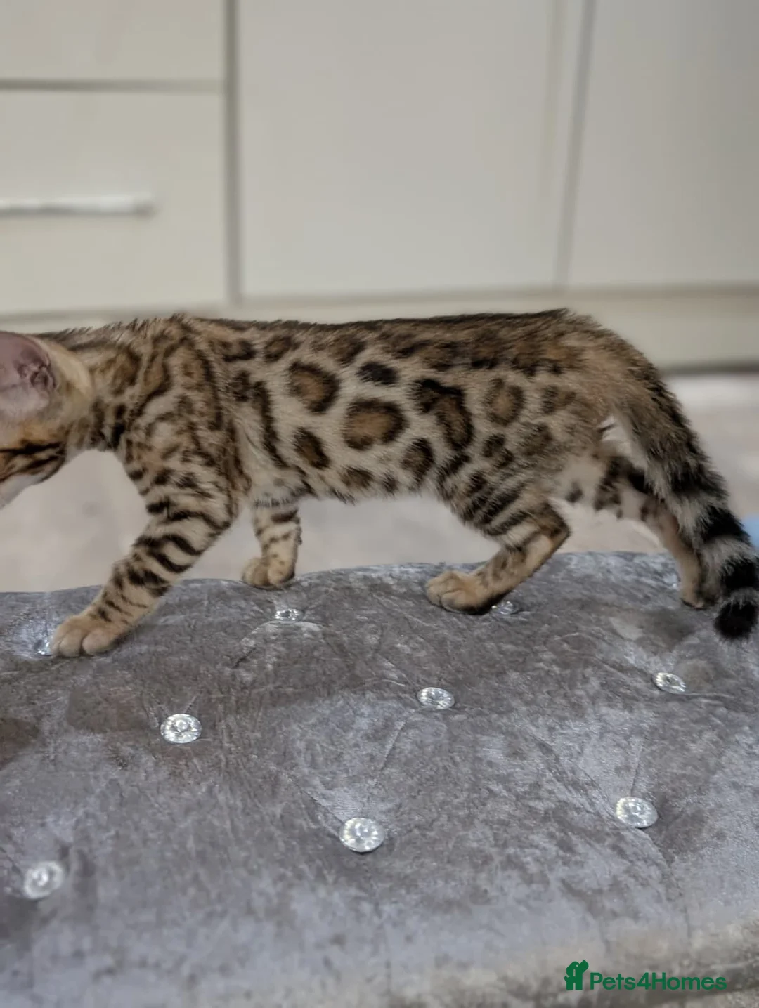 Bengal cats for sale: 🔥✨Pedigree TICA-Registered Bengals - Advert 2