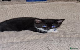 Domestic Shorthair cats for sale: Looking for her forever home  - Image 5