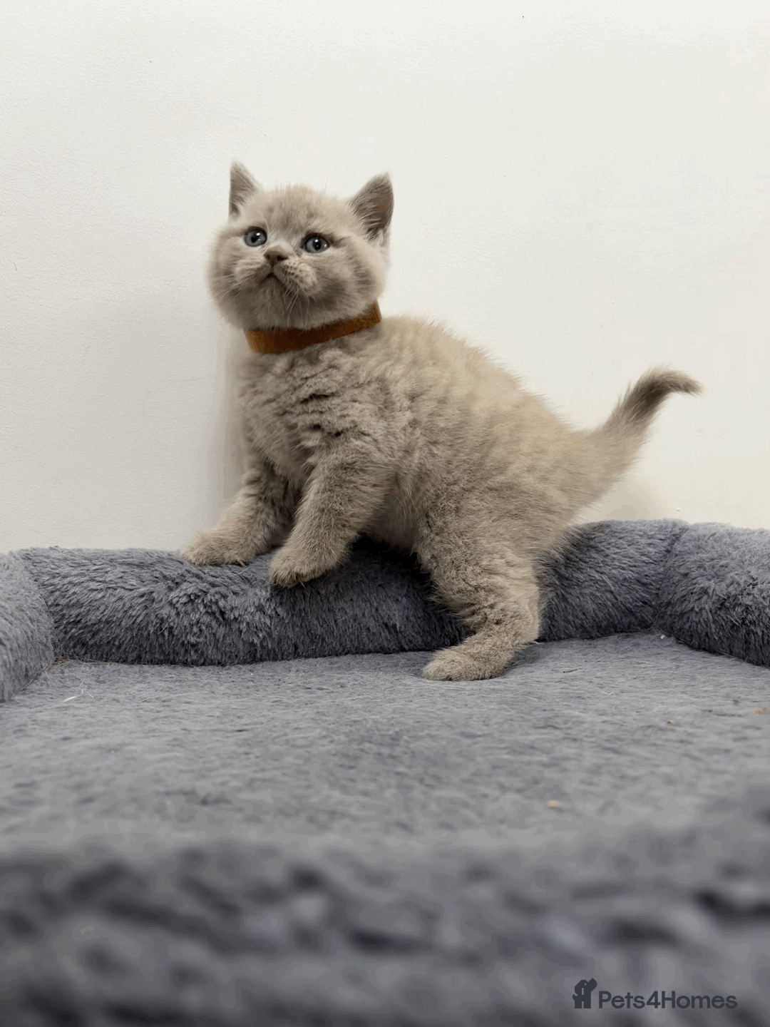 British Shorthair cats for sale: ❤️Beautiful British Shorthair For Sale❤️ - Advert 3