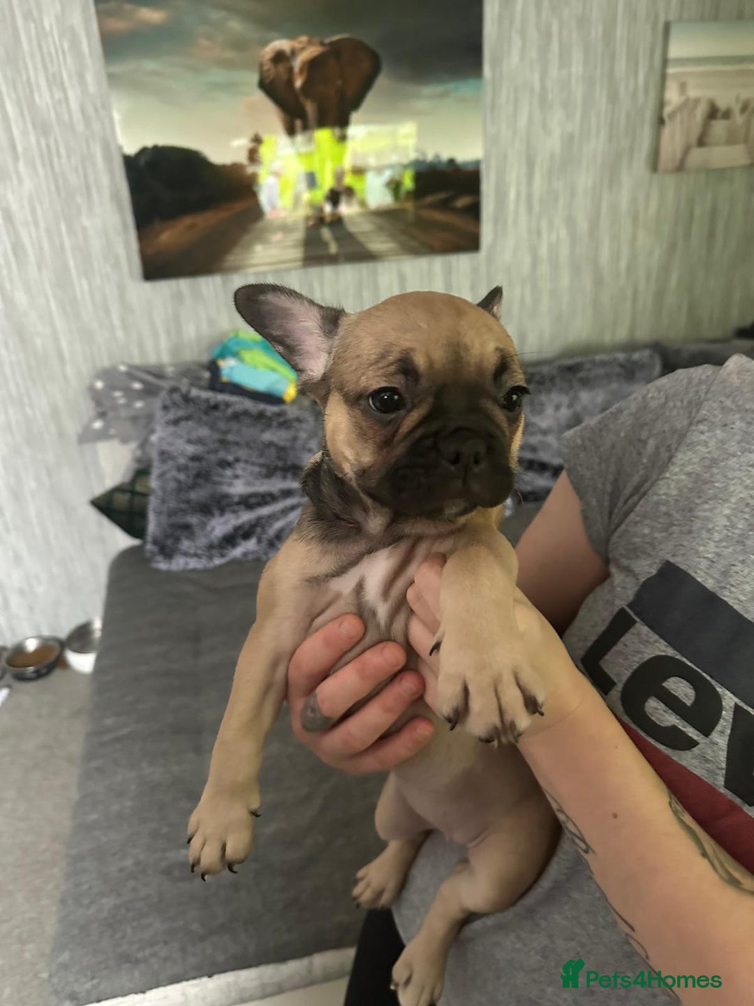 French Bulldog dogs for sale: Amazing french bulldog  - Image 3