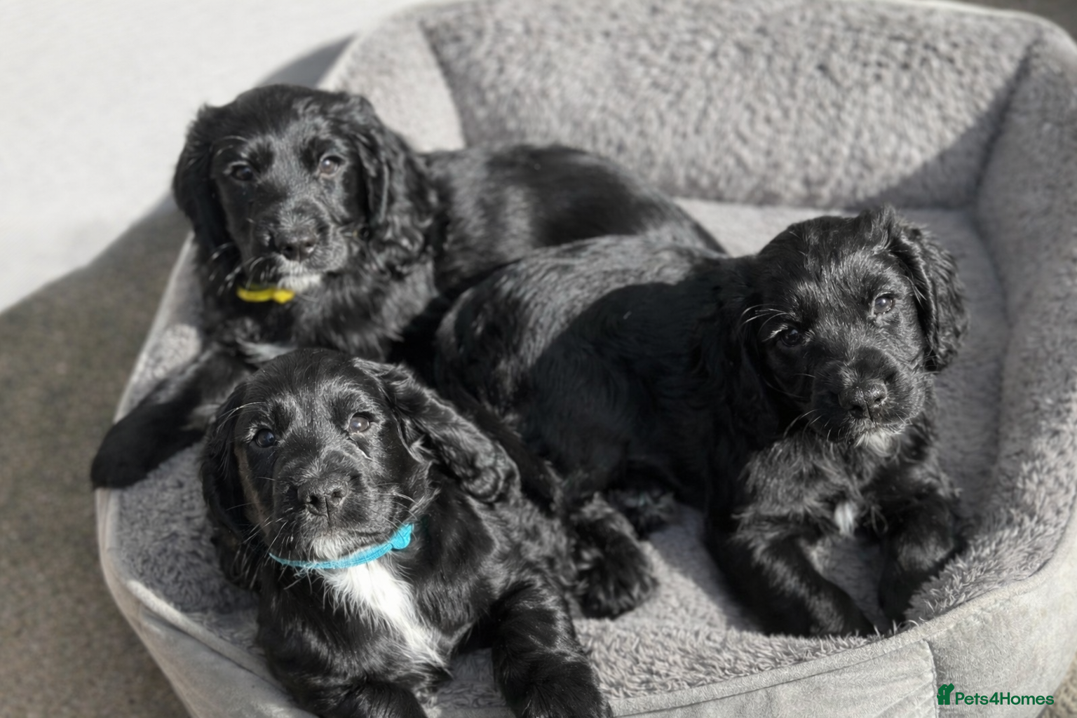 Cocker Spaniel dogs READY NOW!! - Beautiful Cocker Spaniel Puppies - Advert 8