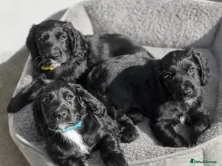 Cocker Spaniel dogs READY NOW!! - Beautiful Cocker Spaniel Puppies - Advert 8