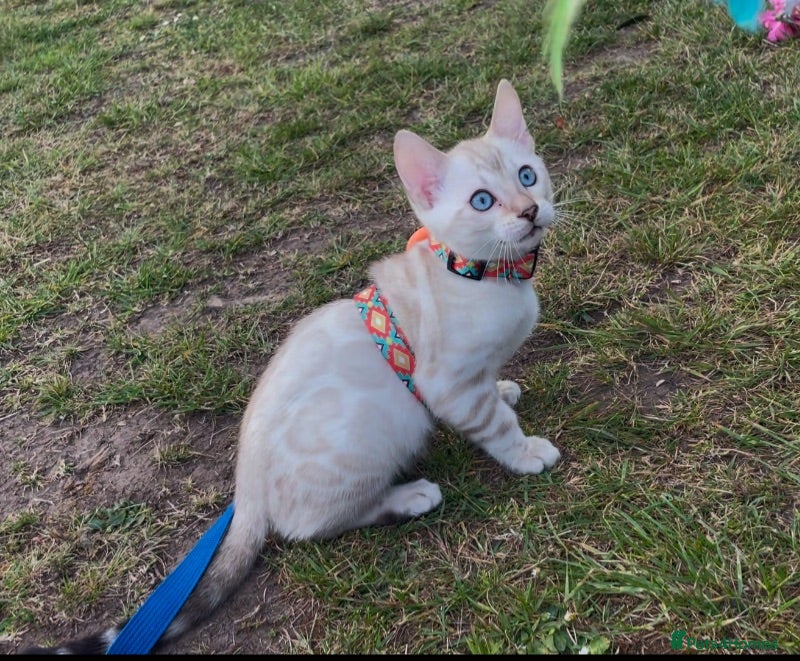 Bengal cats 🏆Silver-Snow Lynx Pedigree bengal girl🏆  - Advert 1