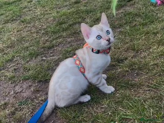 Bengal cats 🏆Silver-Snow Lynx Pedigree bengal girl🏆 - Advert 1