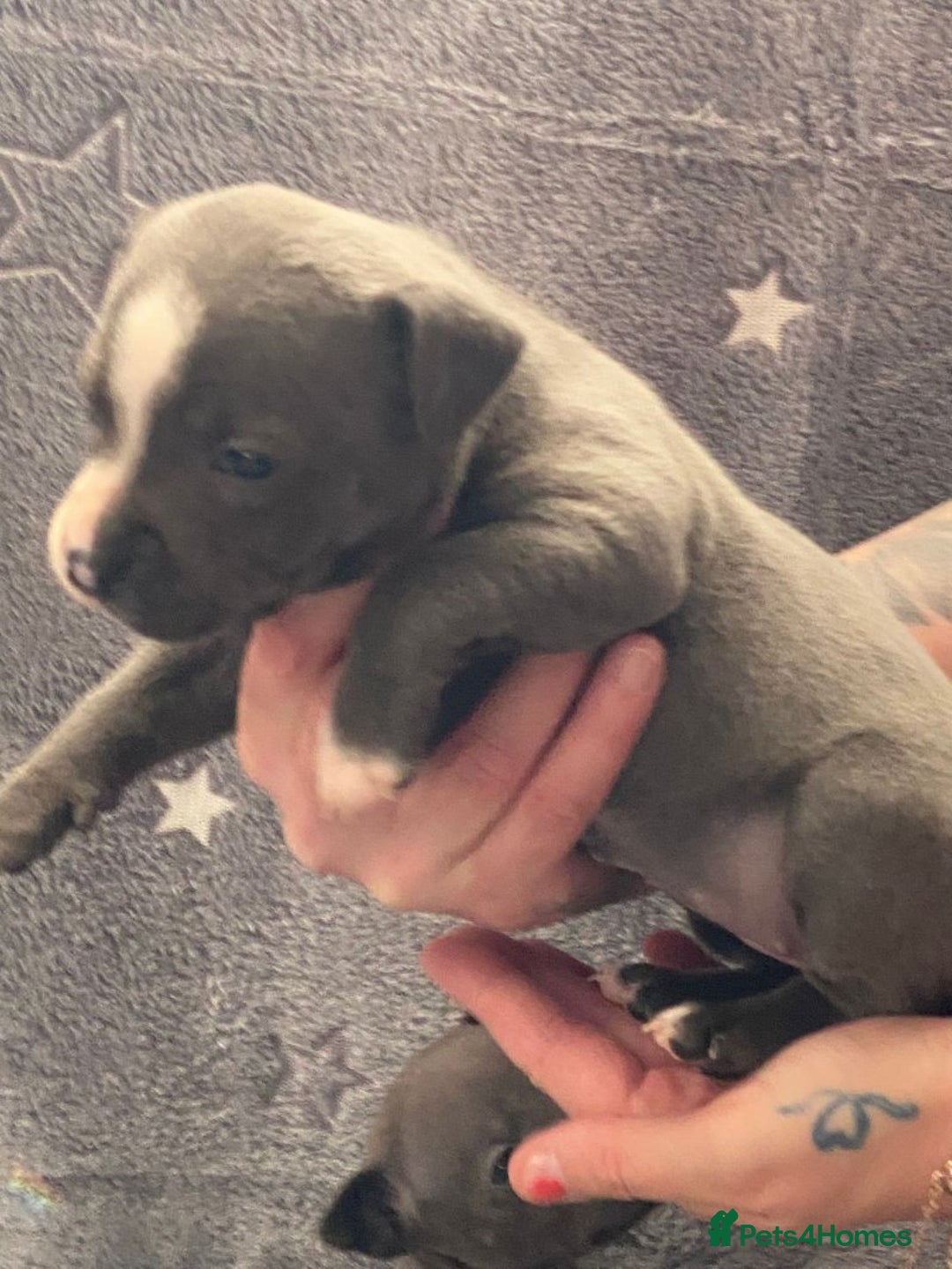 Staffordshire Bull Terrier dogs for sale: Pure breed blue Staffordshire bull terrier - Image 2