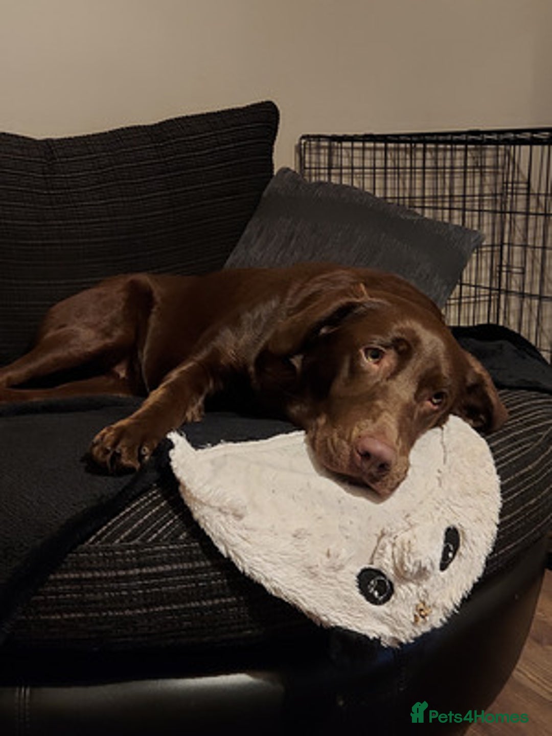 Labrador Retriever dogs for sale: experience labrador retriever boy - Advert 4