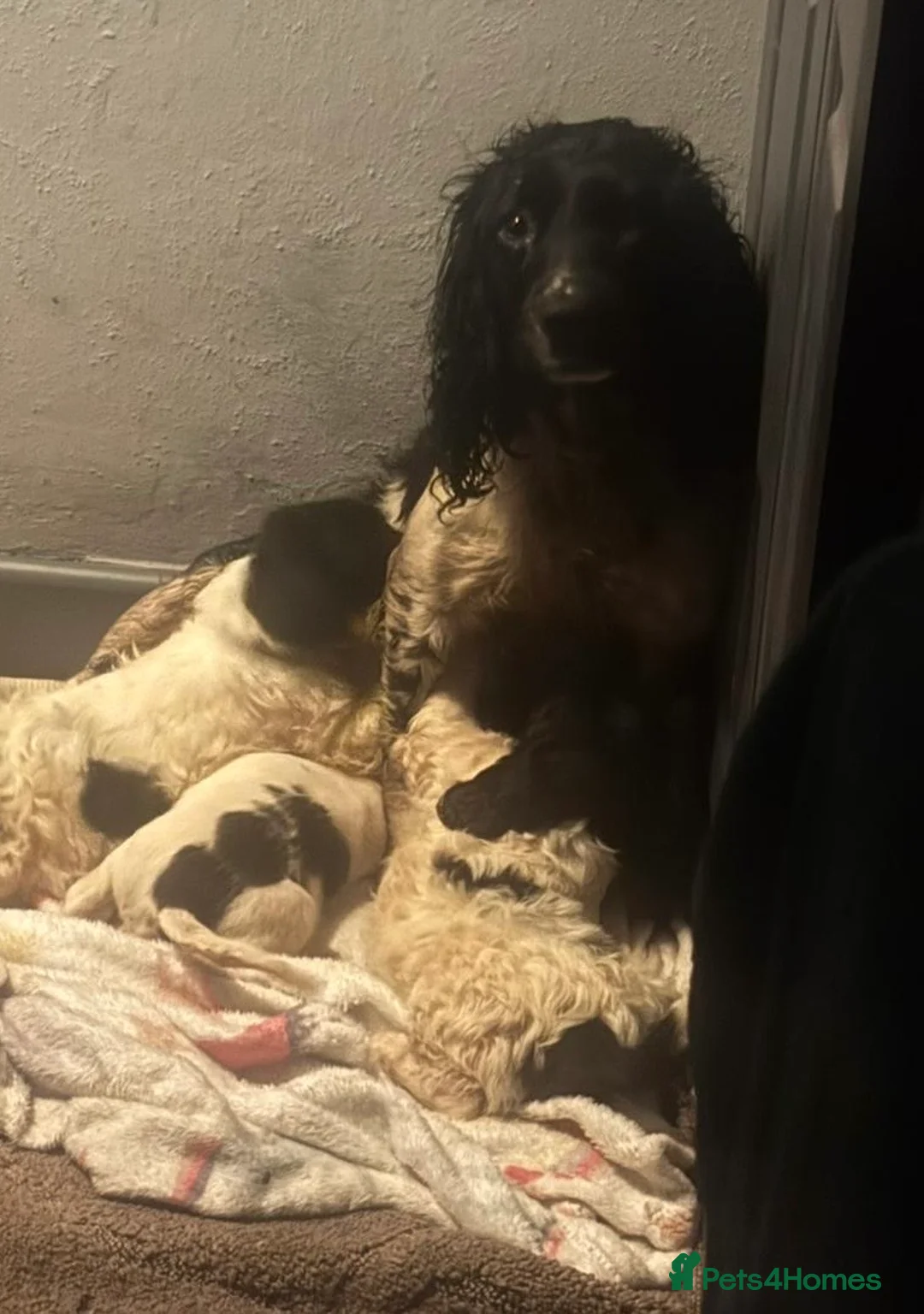 Sproodle dogs for sale: Sproodles puppies available now spaniel x poodle - Advert 9